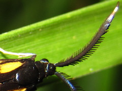 Balataea octomaculata