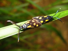Balataea octomaculata