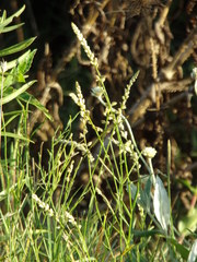 Polygala duarteana