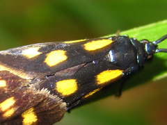 Balataea octomaculata