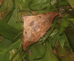 Mustilizans hepatica