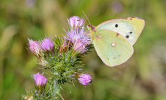 Colias croceus