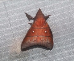 Odonestis erectilinea