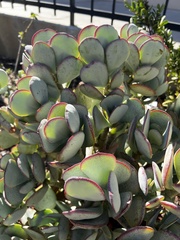 Crassula arborescens