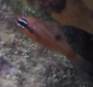 Apogon maculatus