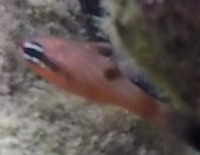 Apogon maculatus