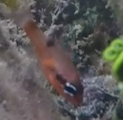 Apogon maculatus