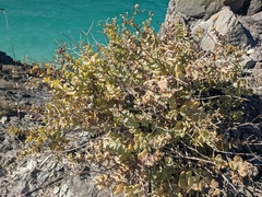 Coulterella capitata