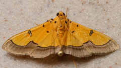 Endocrossis flavibasalis