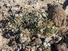 Drymaria holosteoides