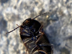 Gondwanocrypticus platensis