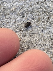 Gondwanocrypticus platensis