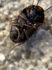 Gondwanocrypticus platensis