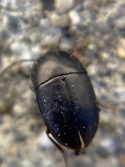 Gondwanocrypticus platensis