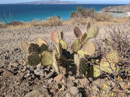 Image of Opuntia comonduensis by no rights reserved