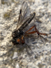 Bibio xanthopus