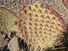 Opuntia comonduensis