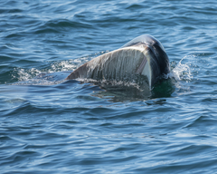 Balaenoptera borealis