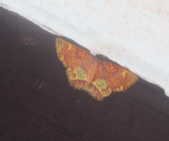 Chrysocraspeda baderi