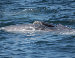 Balaenoptera borealis