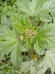 Fuertesimalva limensis