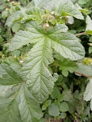 Fuertesimalva limensis