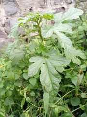 Fuertesimalva limensis