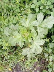Fuertesimalva limensis