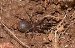 Paratropididae