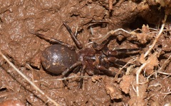 Paratropididae