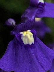 Utricularia beaugleholei orientalis