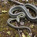 Common Garter Snake - Photo (c) Alex Kulungian, some rights reserved (CC BY-NC), uploaded by Alex Kulungian
