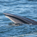 Sei Whale - Photo (c) Sara Simma, some rights reserved (CC BY-NC), uploaded by Sara Simma