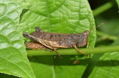 Maculiparia rotundata