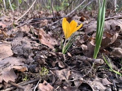 Crocus chrysanthus