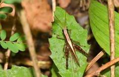 Maculiparia rotundata