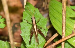 Maculiparia rotundata