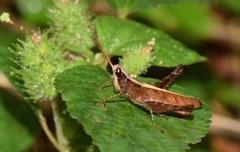 Maculiparia rotundata