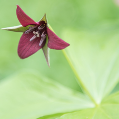 Trillium