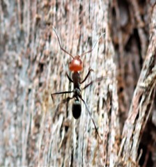 Iridomyrmex rubriceps