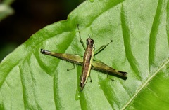 Paramastax annulipes