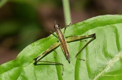 Paramastax annulipes