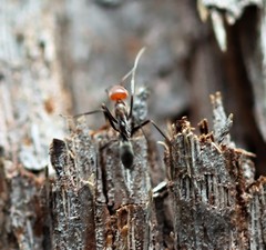 Iridomyrmex rubriceps