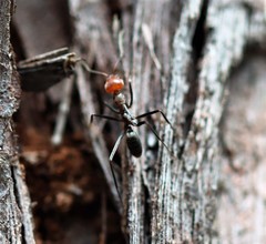 Iridomyrmex rubriceps
