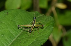 Paramastax annulipes