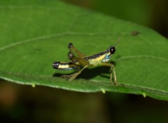 Paramastax annulipes