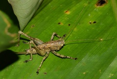 Eppia truncatipennis