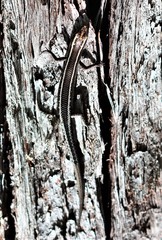 Cryptoblepharus pulcher