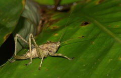 Eppia truncatipennis