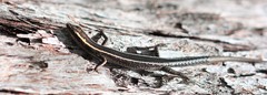 Cryptoblepharus pulcher
